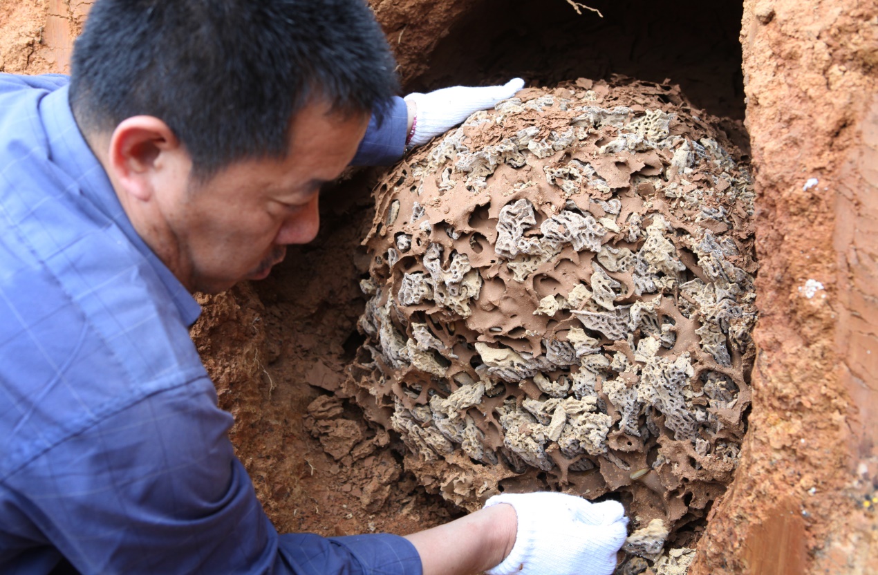 白蟻培育的菌界“大熊貓”，價(jià)格堪比黃金，極度稀有和難以獲取