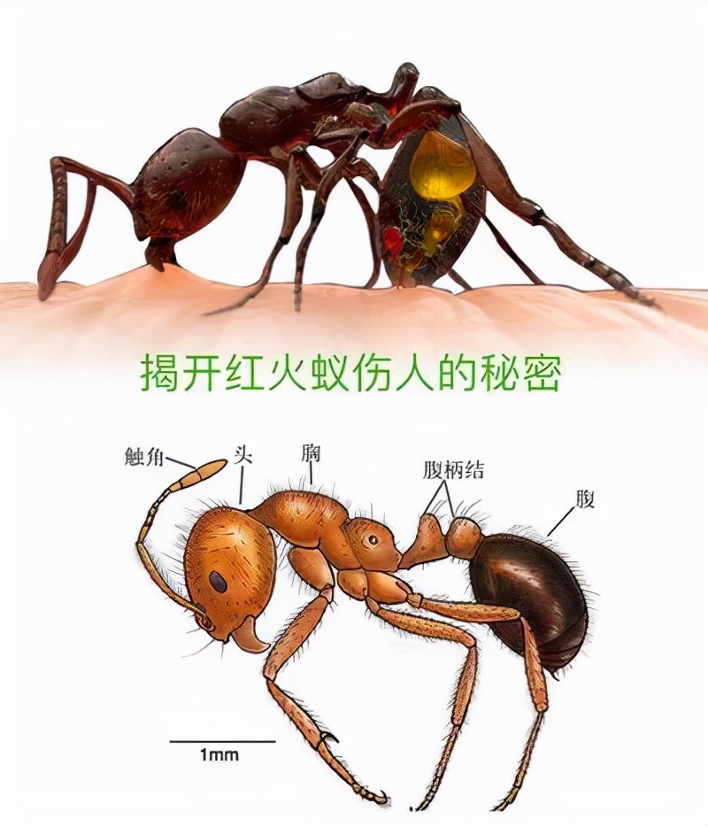 致命的紅火蟻，有多可怕？
