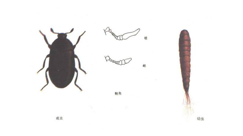 家里總出現(xiàn)這種黑色硬殼小蟲(chóng)子，為什么？