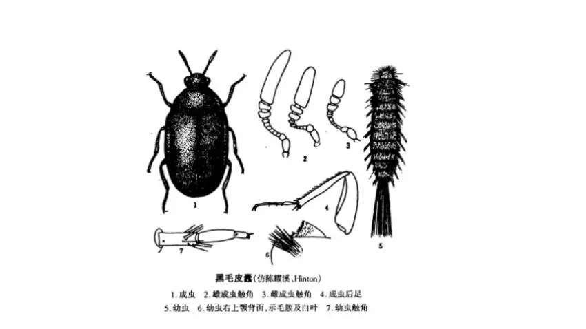 家里總出現(xiàn)這種黑色硬殼小蟲(chóng)子，為什么？
