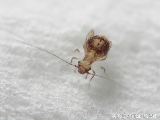 10種一直在你身邊的昆蟲，你認得嗎？