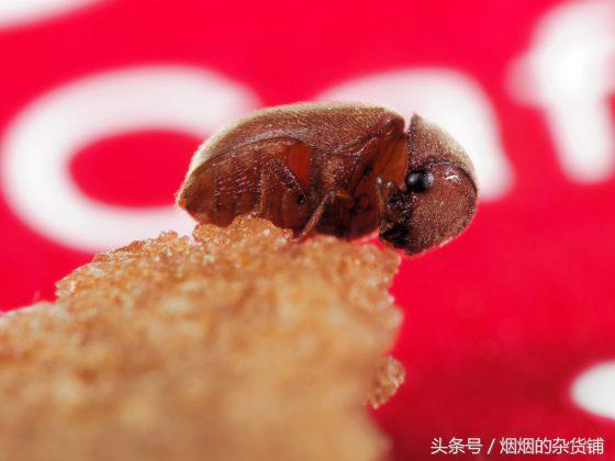 10種一直在你身邊的昆蟲，你認得嗎？