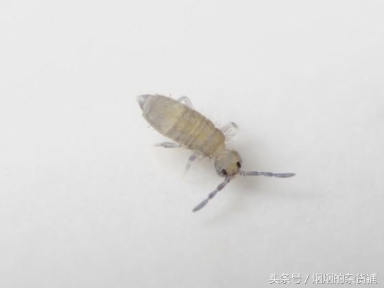 10種一直在你身邊的昆蟲，你認得嗎？