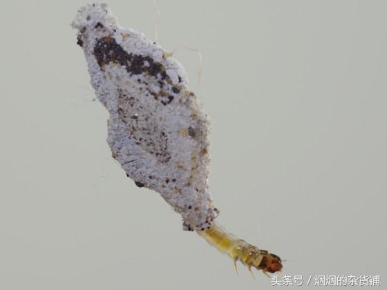 10種一直在你身邊的昆蟲，你認得嗎？