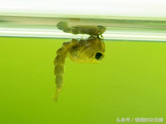 10種一直在你身邊的昆蟲，你認得嗎？