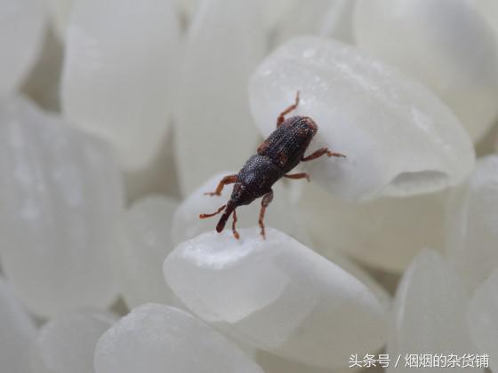 10種一直在你身邊的昆蟲，你認得嗎？