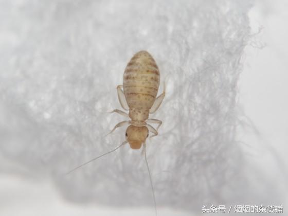 10種一直在你身邊的昆蟲，你認得嗎？