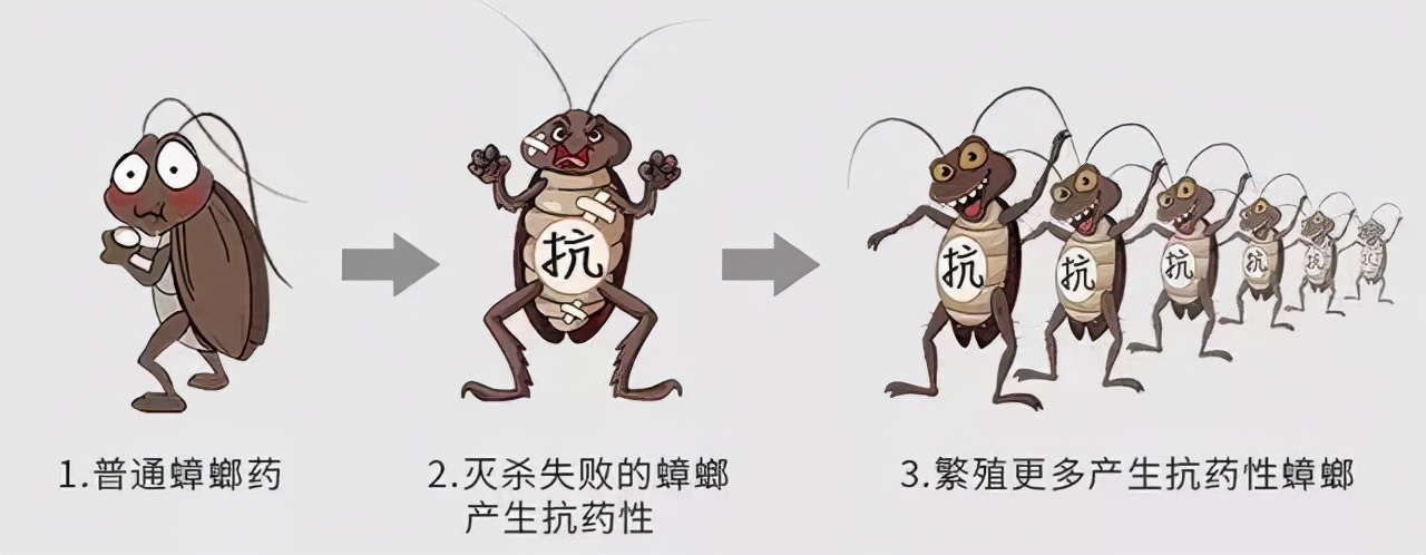 蟑螂到底能不能用腳踩？踩完之后腳底會(huì)不會(huì)有蟲卵？