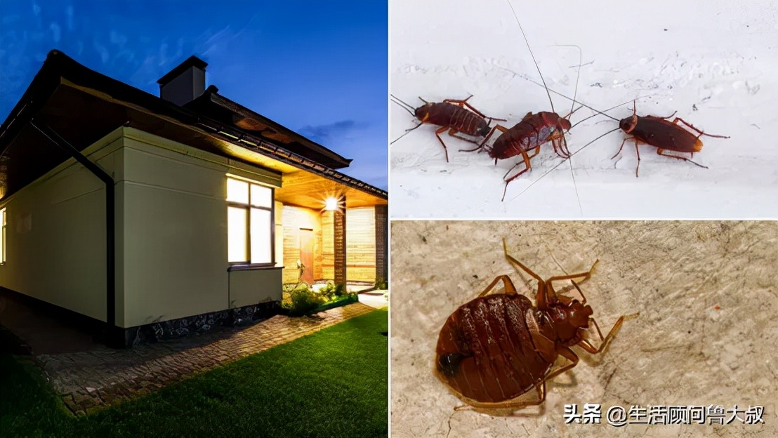 家里有蟲子怎么辦？是什么吸引了它們？