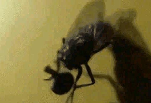 蒼蠅為什么要把頭擰下來玩？無頭蒼蠅為什么還能存活？