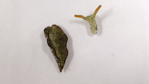 蒼蠅為什么要把頭擰下來玩？無頭蒼蠅為什么還能存活？