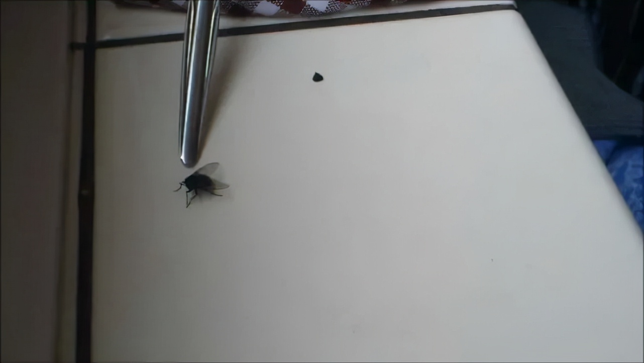蒼蠅為什么要把頭擰下來玩？無頭蒼蠅為什么還能存活？