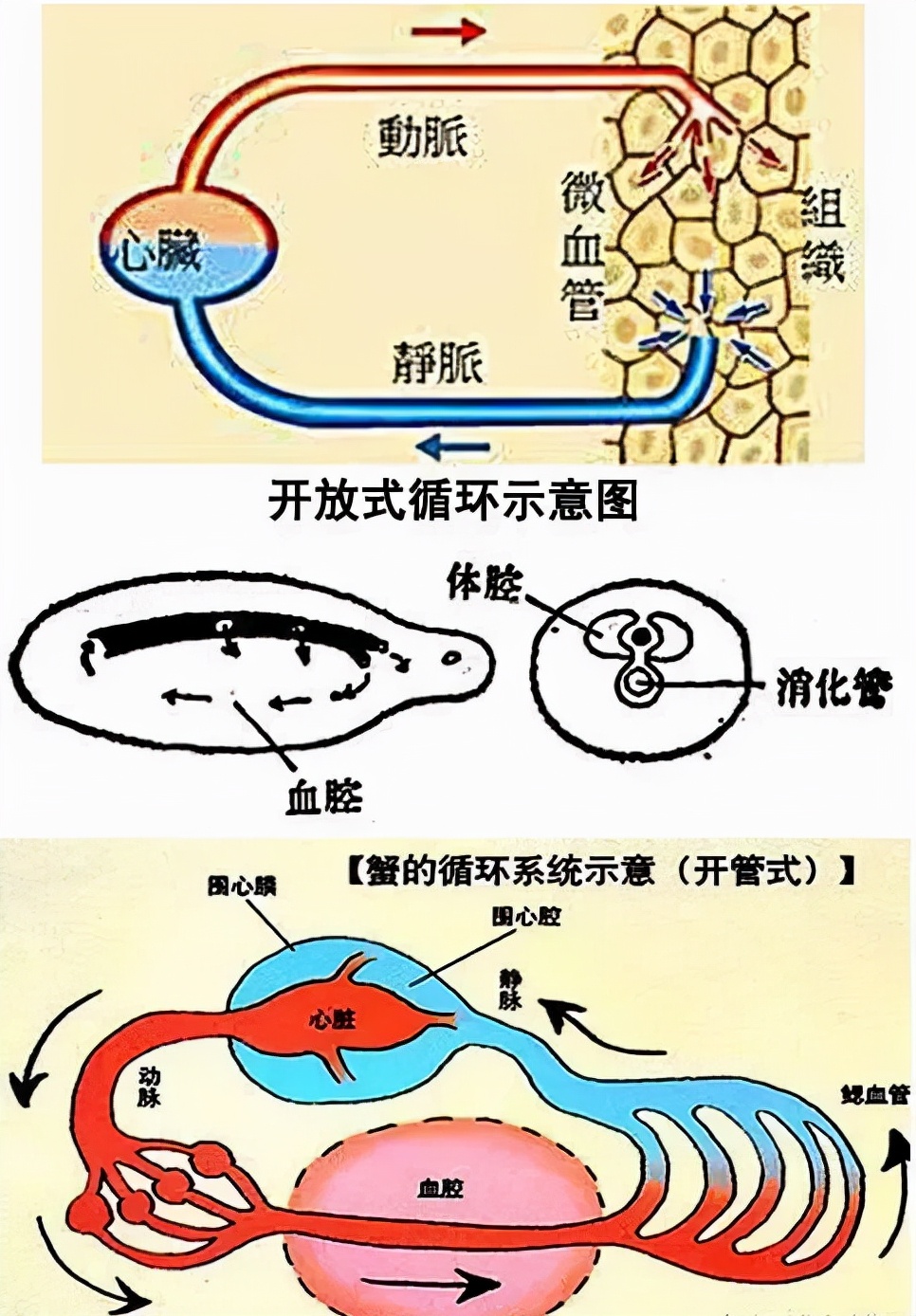 你根本殺不死蟑螂？