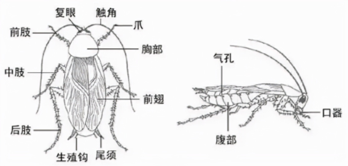 你根本殺不死蟑螂？