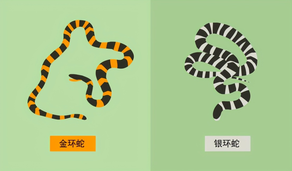 中國最毒的蛇，它在農(nóng)村很常見，銀環(huán)蛇究竟有多毒？