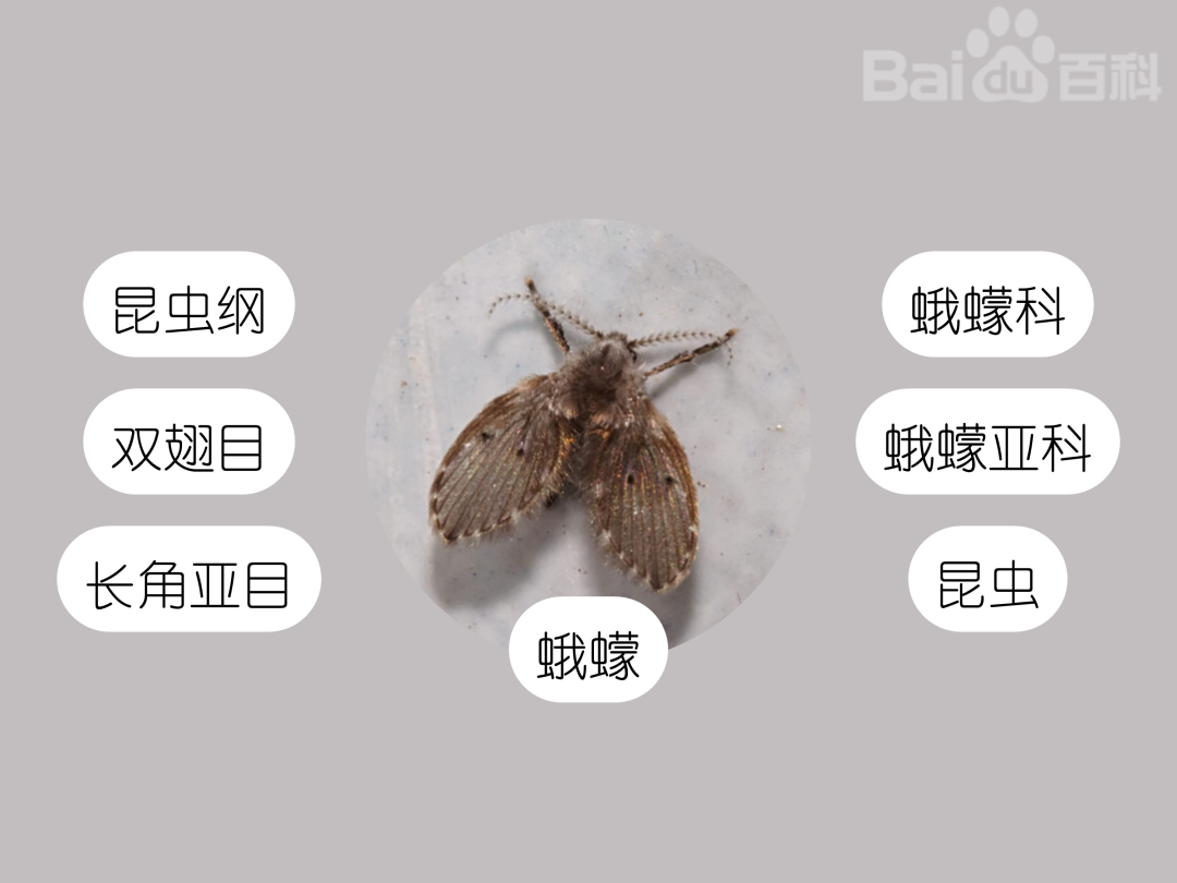 莫名出現(xiàn)的小飛蟲(chóng)都哪里來(lái)的？驅(qū)蟲(chóng)方法全在這里
