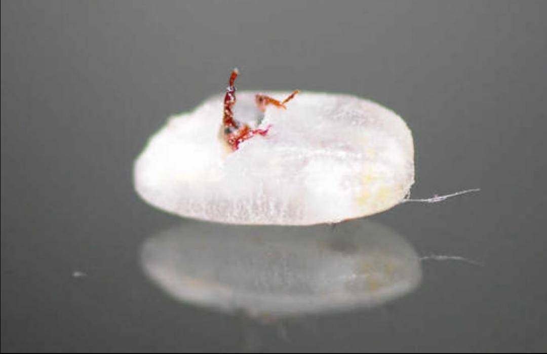 米和面為什么會無緣無故長蟲？其實你吃的飯都可能含有蟲卵