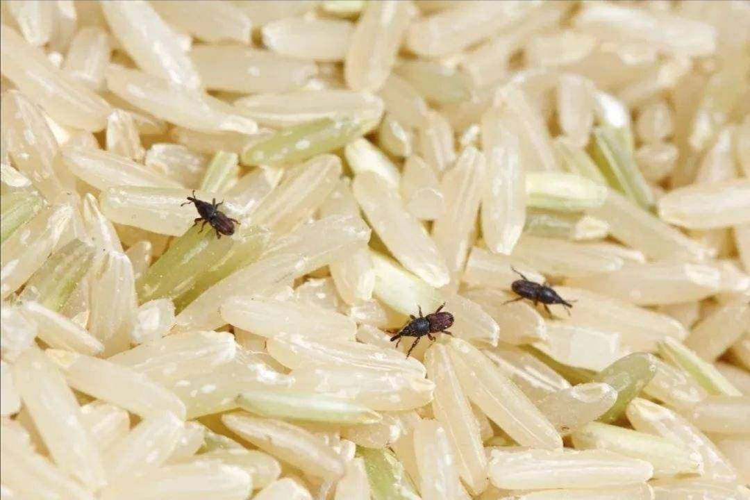 米和面為什么會無緣無故長蟲？其實你吃的飯都可能含有蟲卵