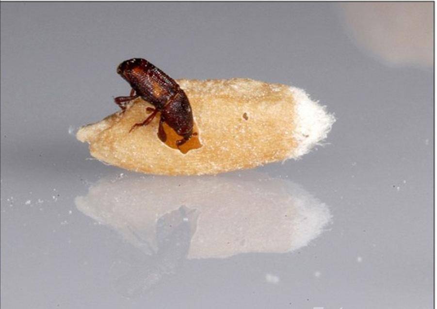 米和面為什么會無緣無故長蟲？其實你吃的飯都可能含有蟲卵