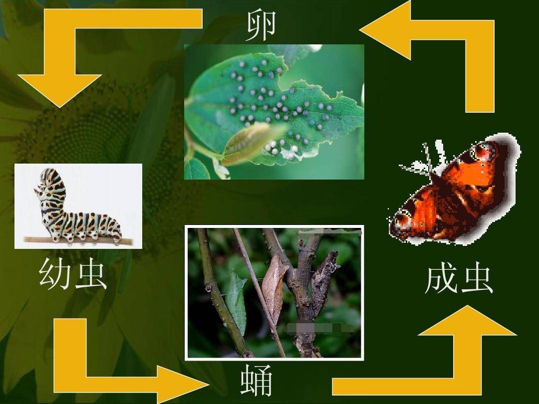 米和面為什么會無緣無故長蟲？其實你吃的飯都可能含有蟲卵