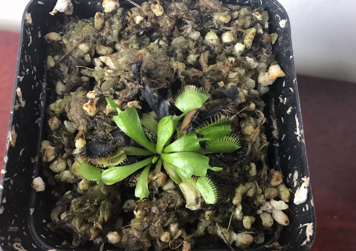 隱翅蟲(chóng)的毒性有多強(qiáng)？體液比眼鏡蛇更毒，捕蠅草吸收它都會(huì)枯萎