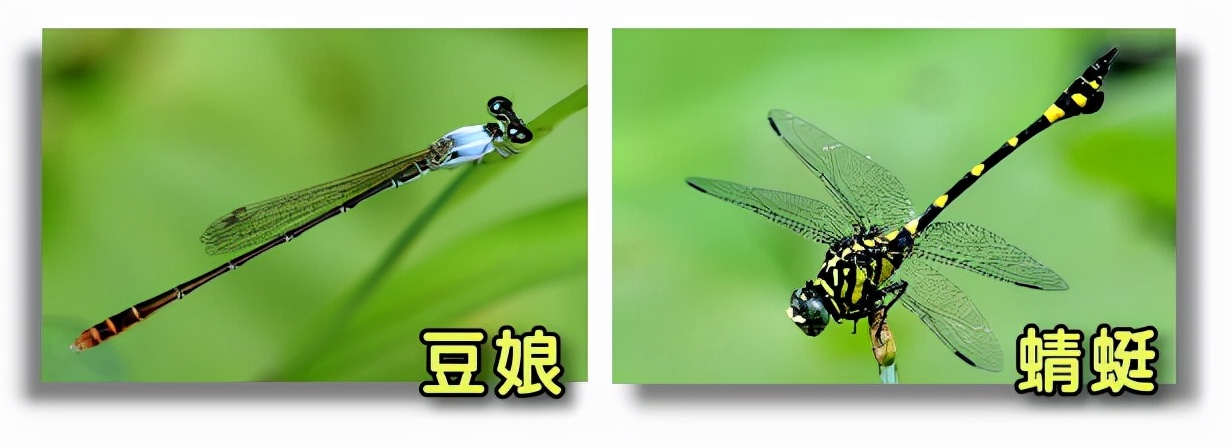 多少人把它當(dāng)做蜻蜓？90%的人分不清