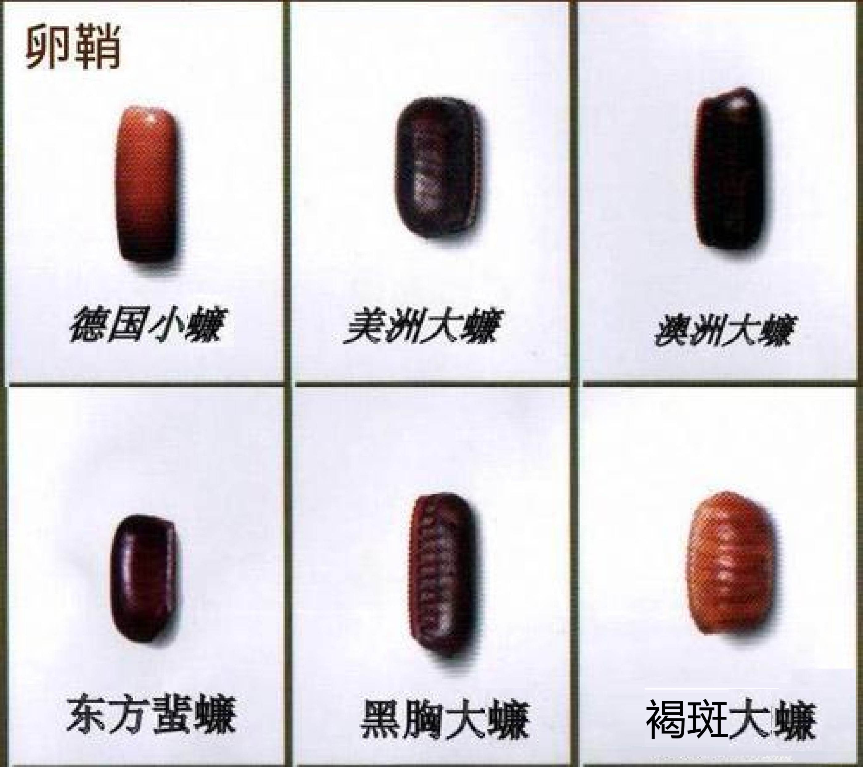 蟑螂為何不能暴打？還要火化？蟑螂尾巴上的卵鞘是關(guān)鍵