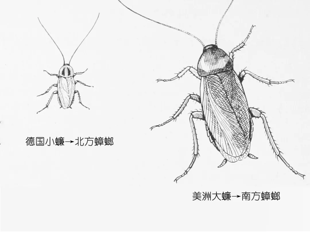 樓層這么高，為什么蟑螂仍能飛檐走壁，寄居室內(nèi)？