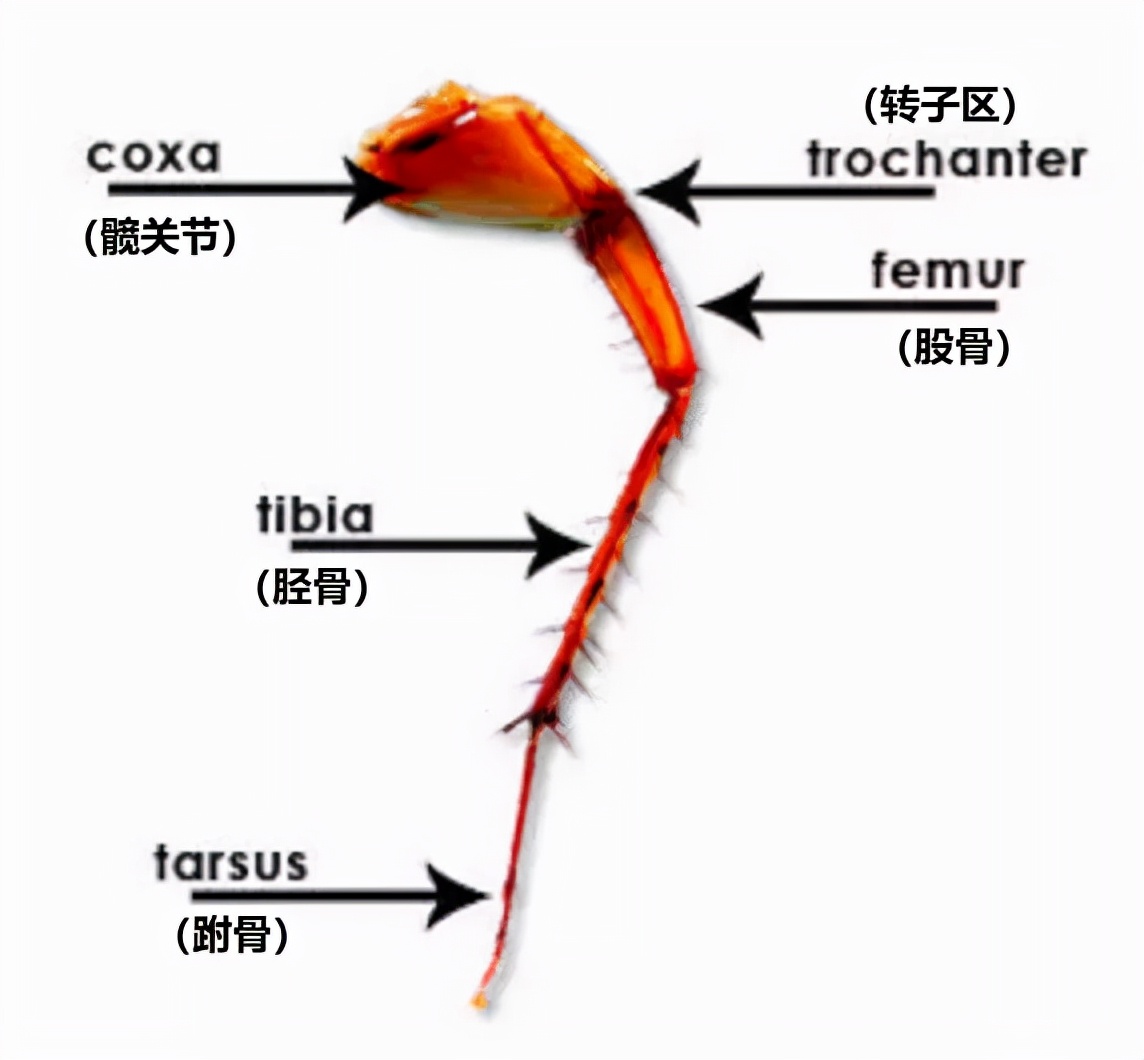 樓層這么高，為什么蟑螂仍能飛檐走壁，寄居室內(nèi)？