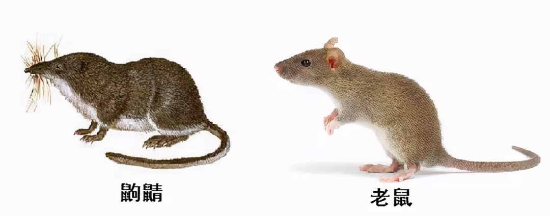 長的像老鼠的“小耗子”到底是什么？還會用毒