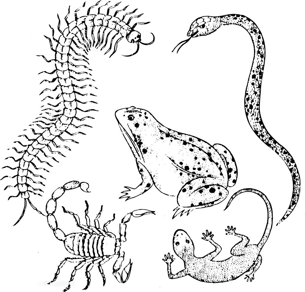 世界上竟有蜈蚣會(huì)吃鳥(niǎo)？30多厘米蜈蚣年吃3700只鳥(niǎo)，為何這么大？