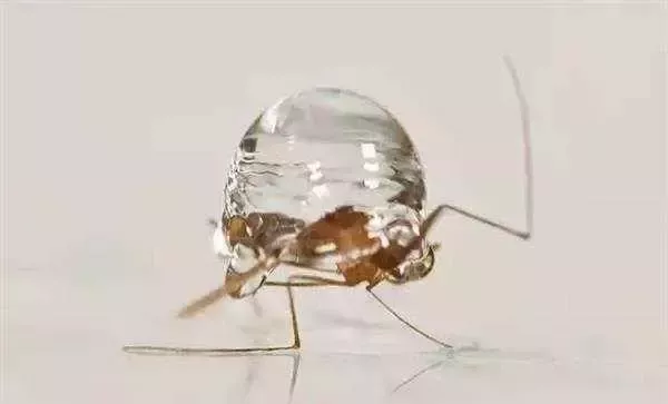 為什么下雨天時(shí)蚊子不會(huì)被雨滴砸死？