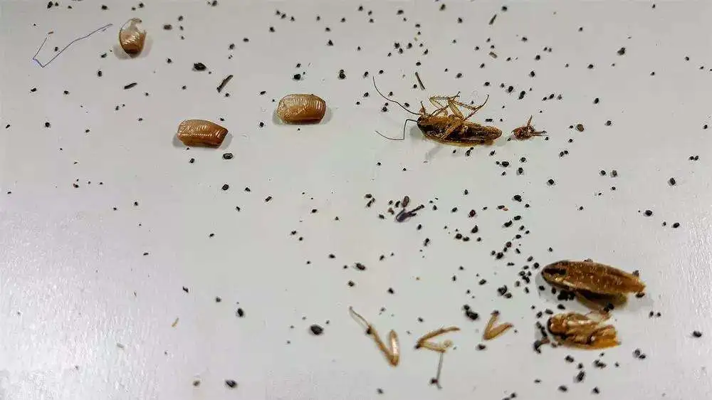 避免蟑螂半夜爬你床，4個要點迅速判斷屋內有沒有小強