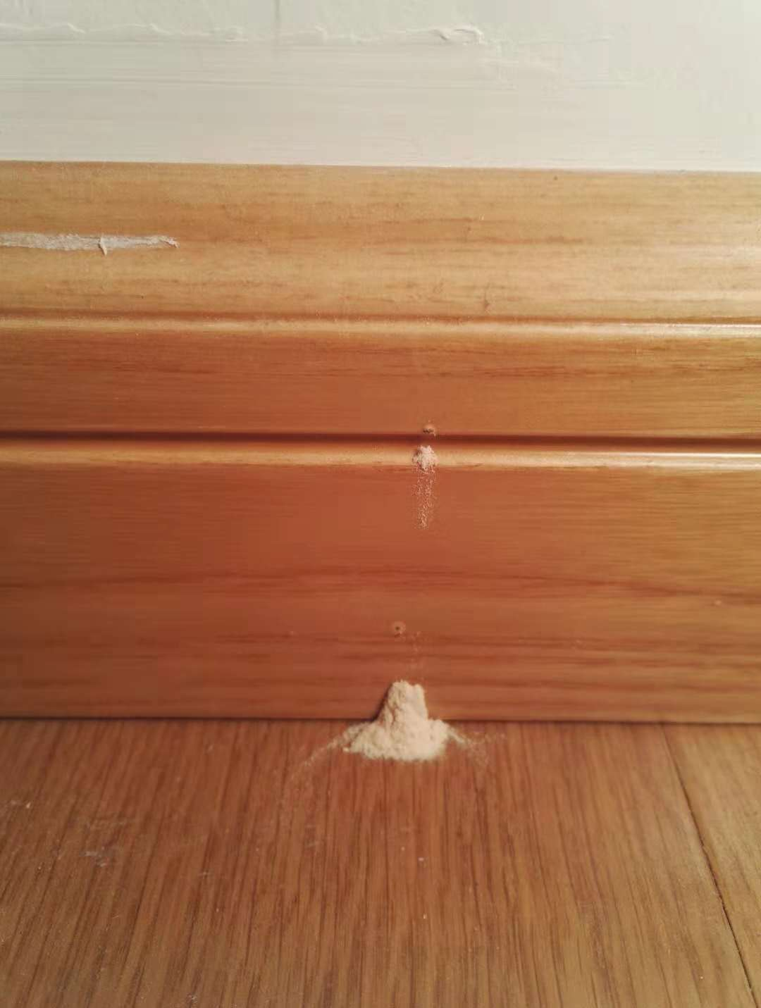 家里有木制家具的一定要看，繁殖力超強(qiáng)的它會(huì)讓你的實(shí)木變朽木